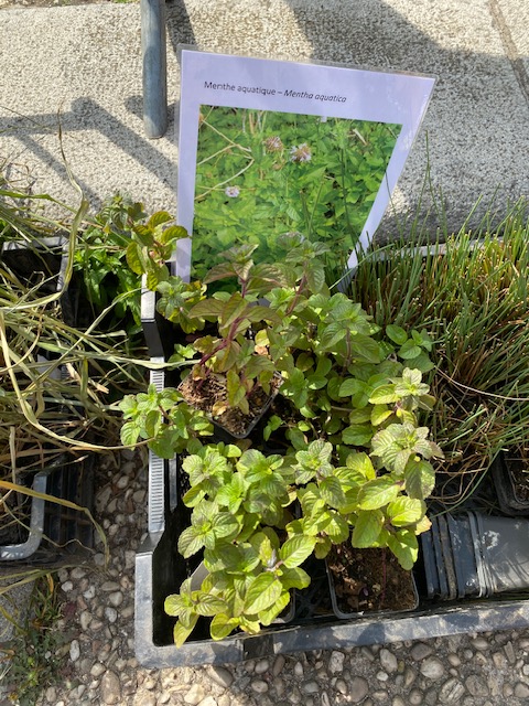 Plantes aquatiques
