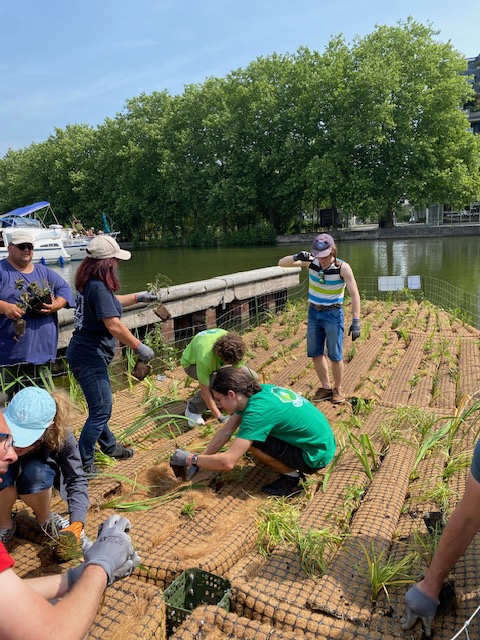 Installation du radeau végétalisé